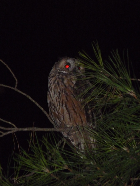 gufo, incontro ravvicinato in villa